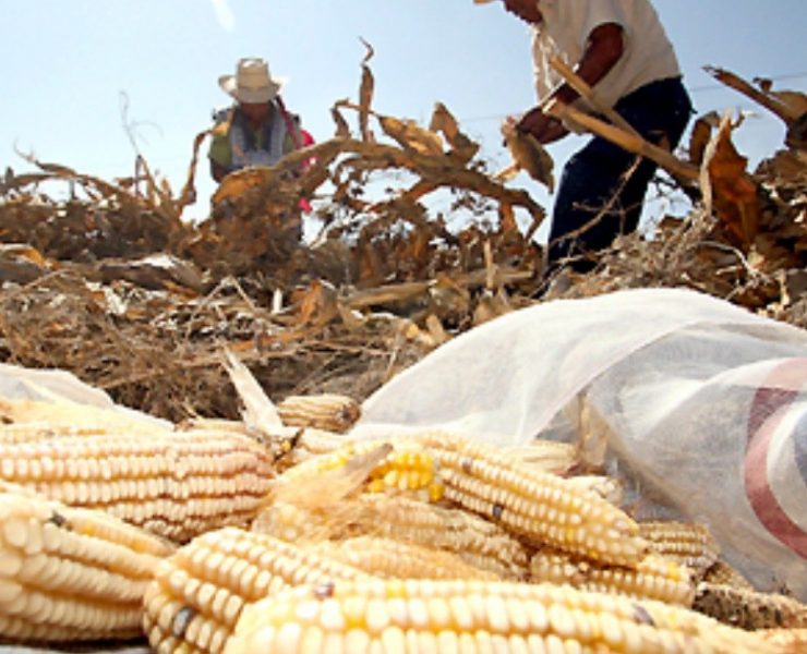 Agricultores de EU presionan en Washington por la prohibición de México de usar maíz transgénico