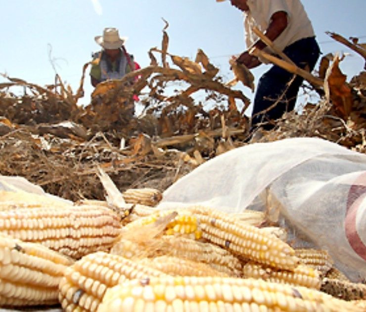 Agricultores de EU presionan en Washington por la prohibición de México de usar maíz transgénico