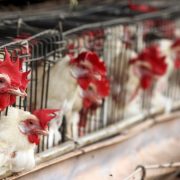 EU se acerca al récord de muertes de aves de corral por gripe aviar