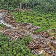Alemania también se dispone a reanudar ayuda contra deforestación en Brasil tras victoria de Lula