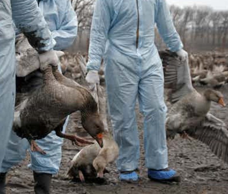 Ecuador declara emergencia zoosanitaria por brote de influenza aviar