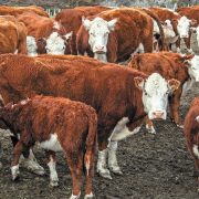 Peruana Gloria Foods comprará distribuidor lechero top en Chile