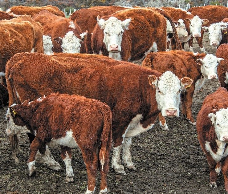 Peruana Gloria Foods comprará distribuidor lechero top en Chile