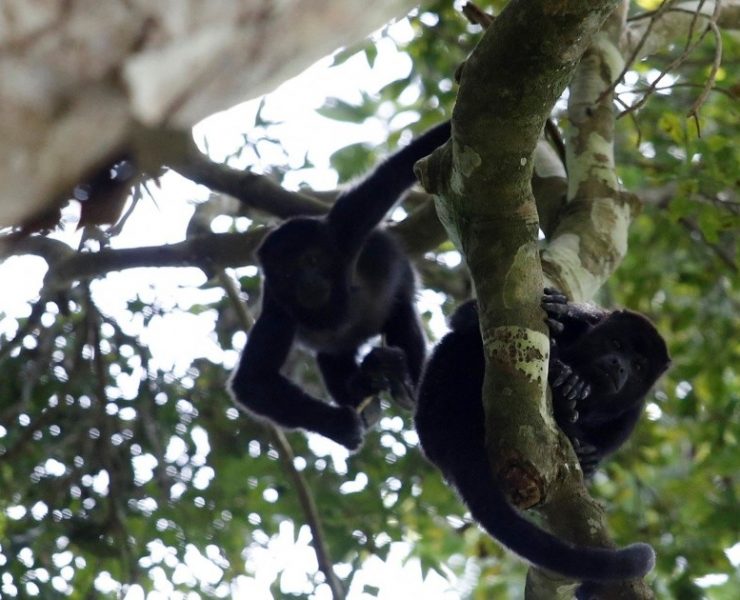 Tráfico de vida silvestre "fuera de control" amenaza la biodiversidad en México: informe