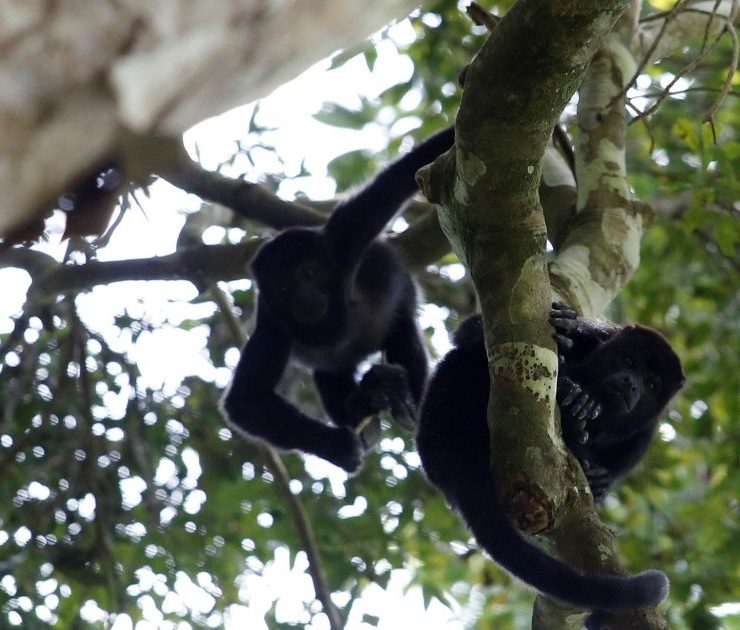 Tráfico de vida silvestre "fuera de control" amenaza la biodiversidad en México: informe