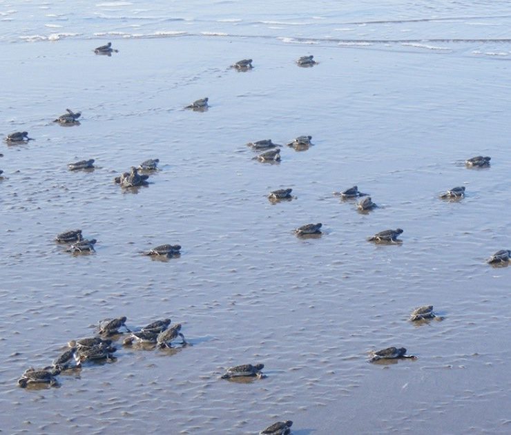 Playas de la Isla Contoy son declaradas santuarios de la tortuga marina