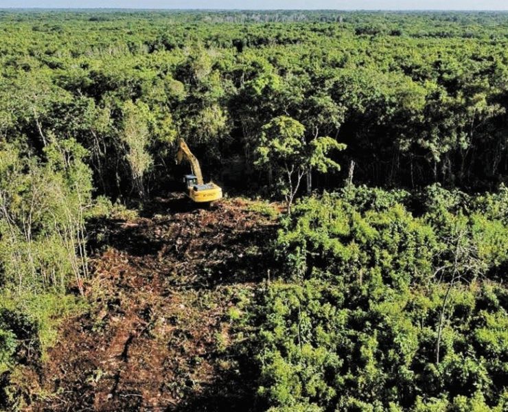 Tren Maya duplica tendencia de deforestación en el sureste mexicano