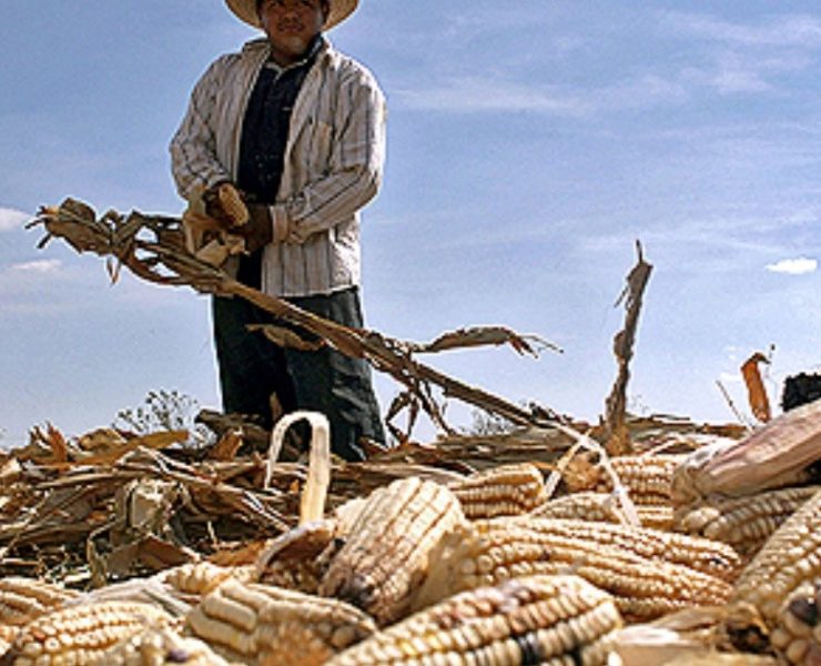 México impone arancel de 50% a las exportaciones de maíz blanco