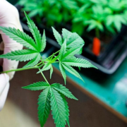 Ámsterdam prohíbe el consumo de mariguana en espacios públicos a partir de mediados de mayo