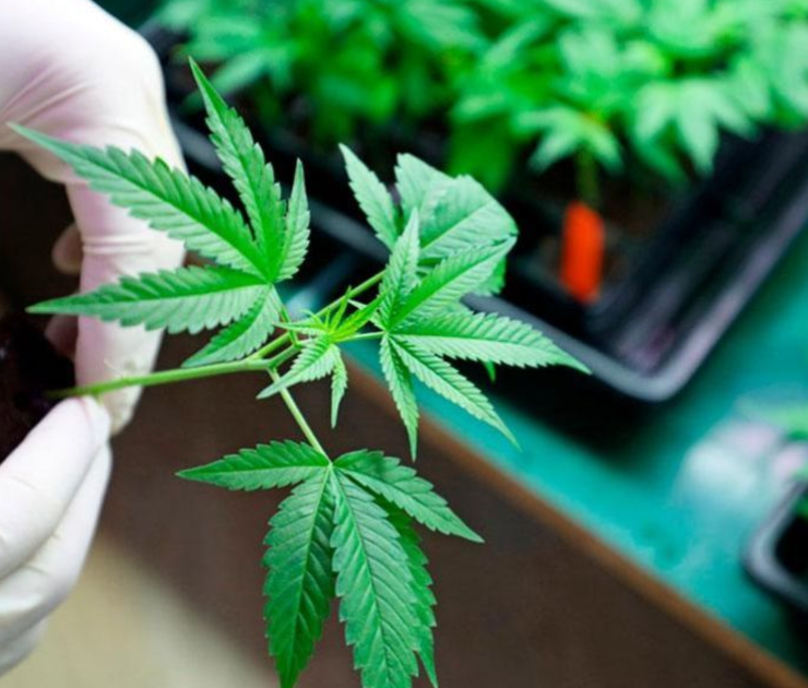 Ámsterdam prohíbe el consumo de mariguana en espacios públicos a partir de mediados de mayo