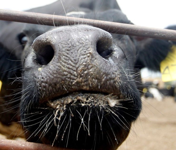 Brasil suspenderá exportaciones de carne vacuna a China por enfermedad de las vacas locas
