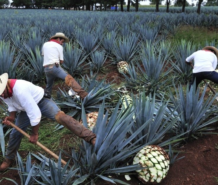 Consejo Regulador del Tequila representará a asociaciones que integran la Alianza Empresarial por el Clima