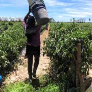 EU aplaude que México prohíba importación de mercancías producidas con trabajo forzoso