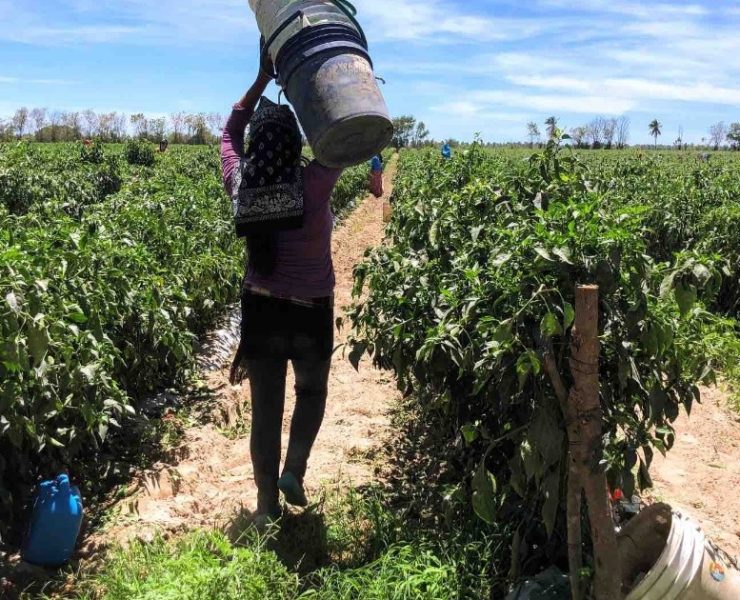 EU aplaude que México prohíba importación de mercancías producidas con trabajo forzoso