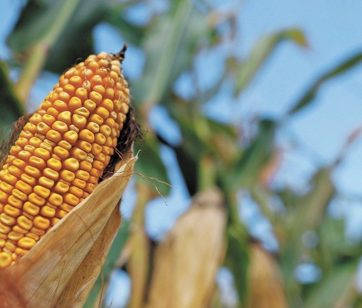 EU decepcionado por nuevo decreto de México sobre maíz transgénico