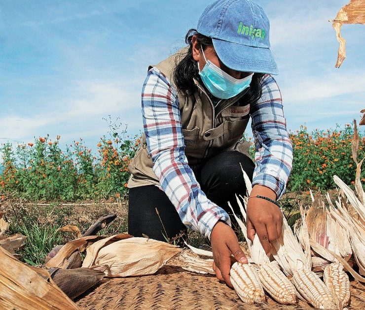 Canadá solicita negociaciones formales con México sobre prohibición de transgénicos