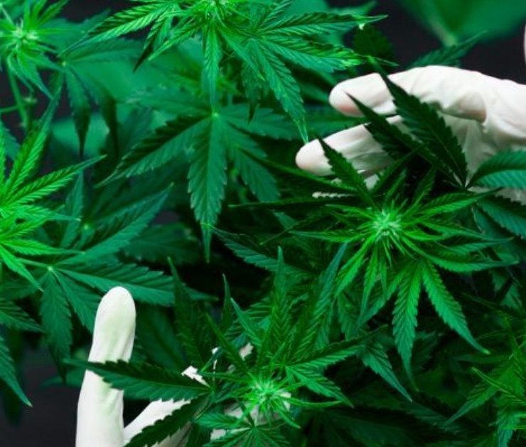 Canadiense Xebra Brands logra permiso para cultivar y procesar marihuana industrial en México